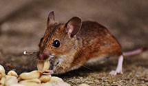 24 Hour & Emergency Exterminators in Rinard Mills, OH